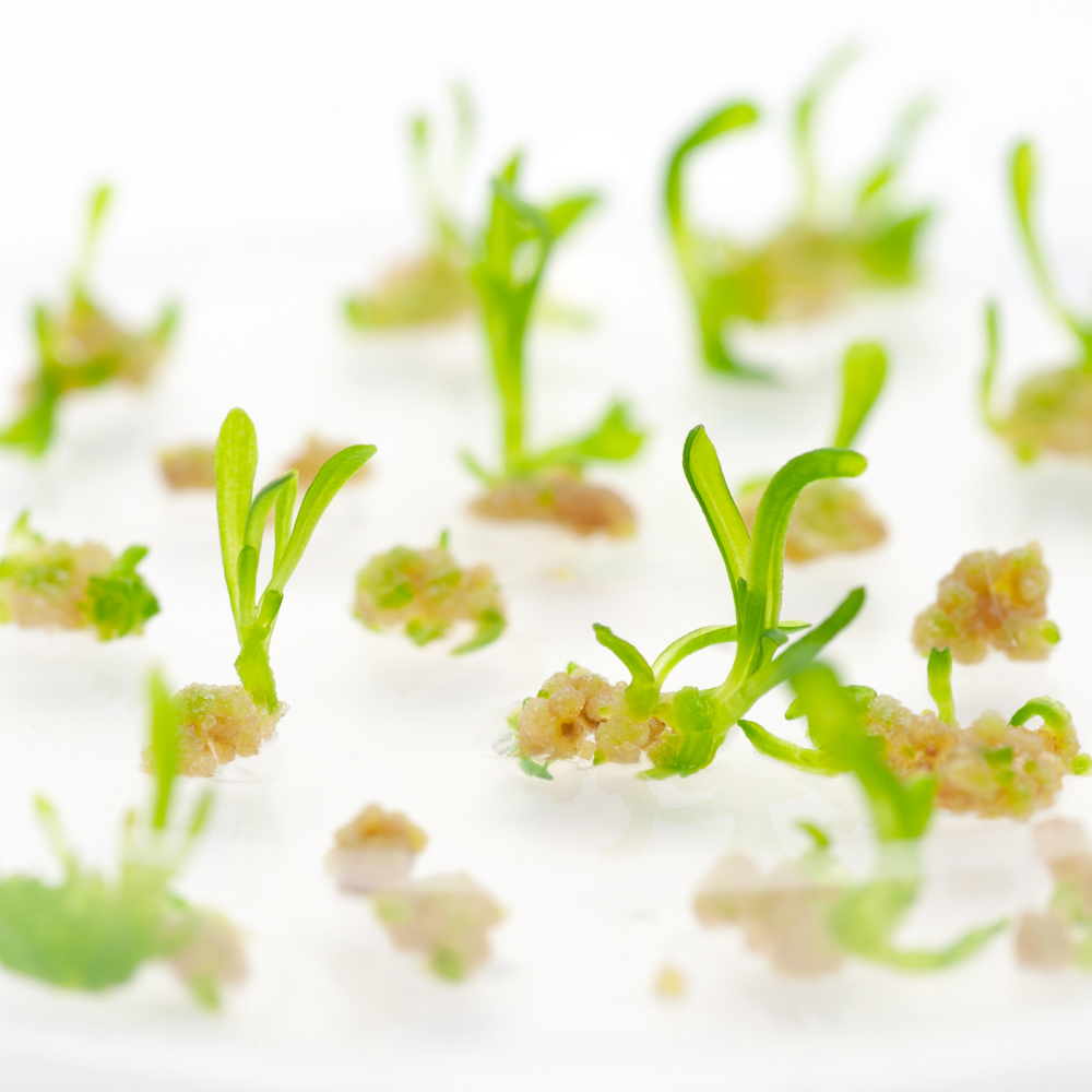 cicoria shoots da protoplasto