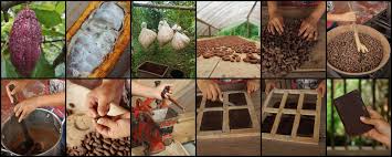 Cocoa Processing: From Harvest to chocolate bars