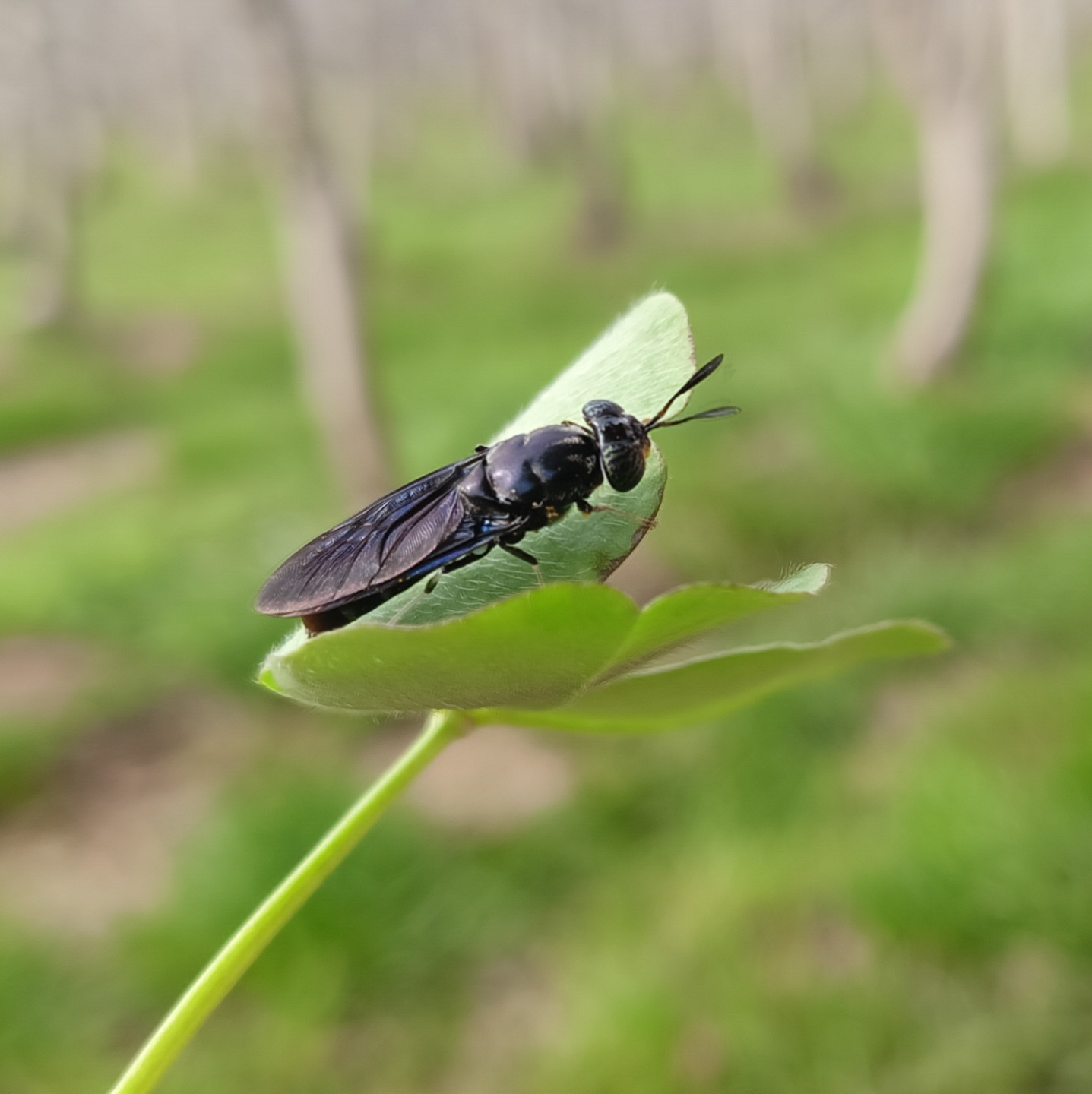 mosca soldto