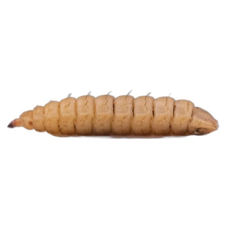larva