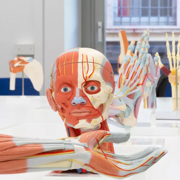 corpo umano anatomico: testa, avambraccio e mani sullo sfondo