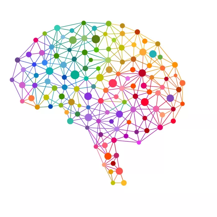 Colorful rendering of a human brain