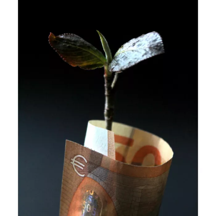 Pianta avvolta in banconota da 50 euro
