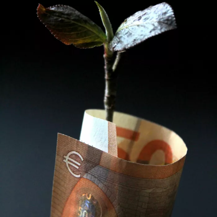 Pianta cresciuta all'interno di una banconota avvolta