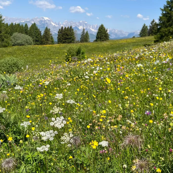 immagine prato fiorito