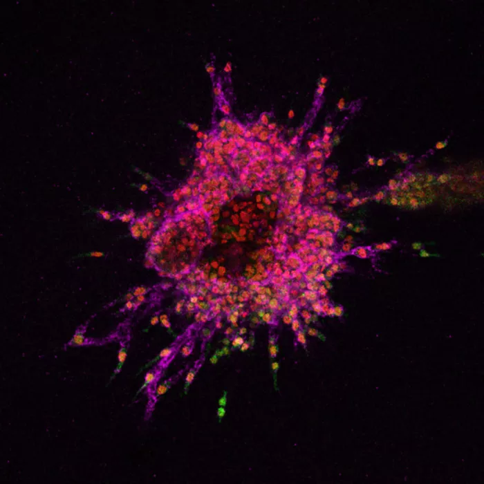 Selezione naturale ed evoluzione nei tumori. Potenzialità e prospettive di un approccio biofisico computazionale