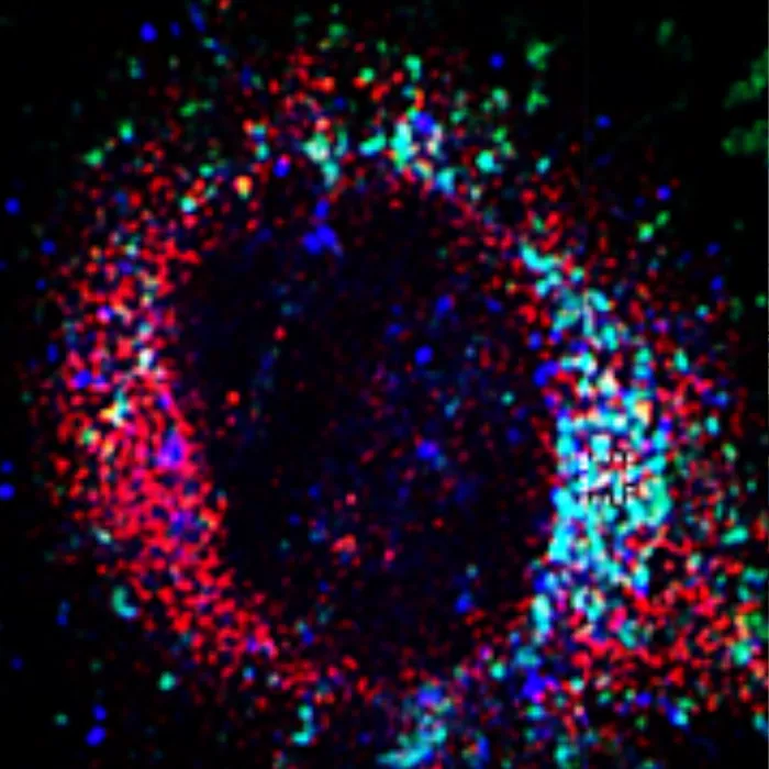 immagine scientifica