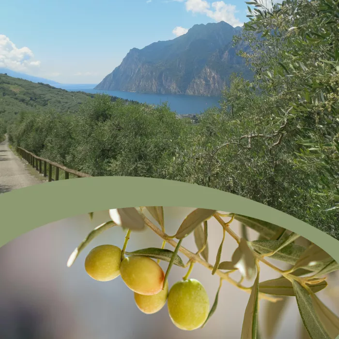 Garda Olive Farming Innovations