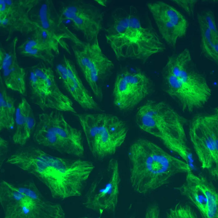 immagine scientifica