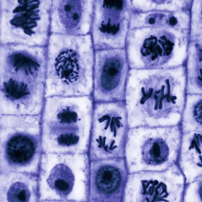 Immagine seminario Alexander Thomson