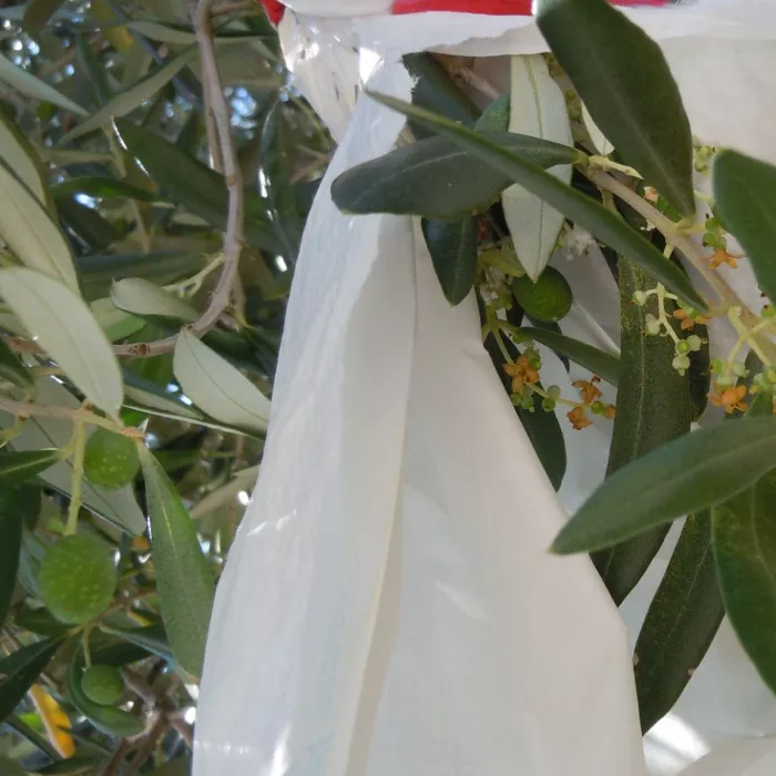 Esperimento su allegagione dei fiori di olivo