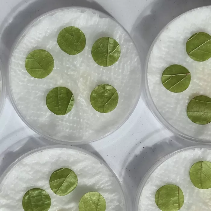 Coltura in vitro