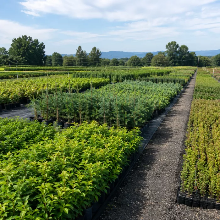 forest plant nursery