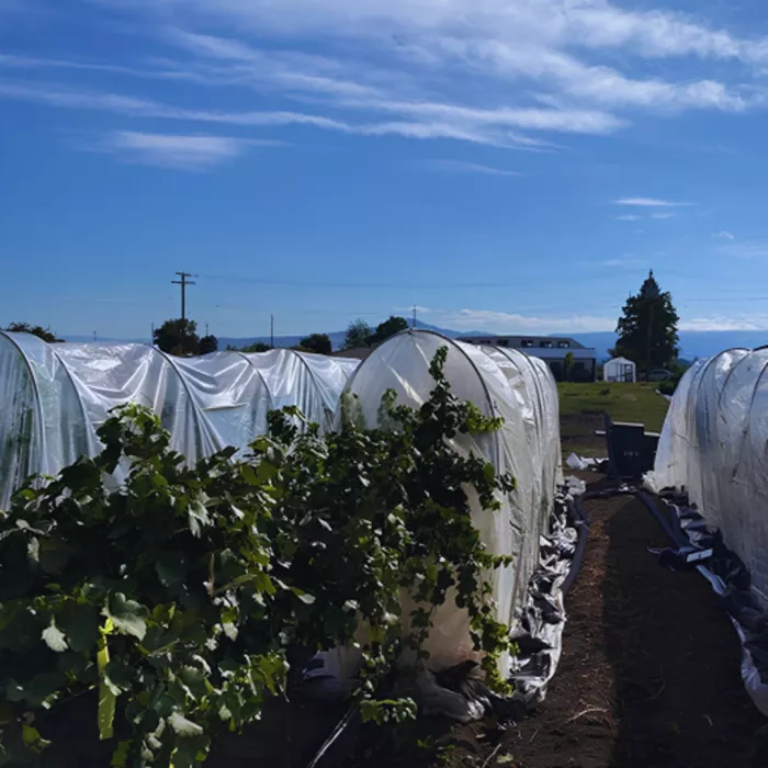 Vineyard nursery