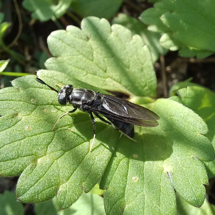 Agroinsecta