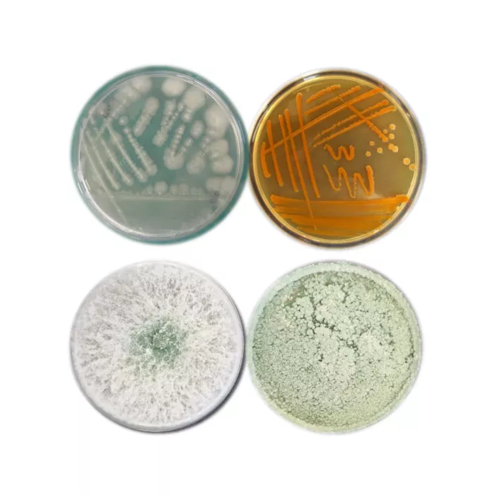 Lipopeptides 