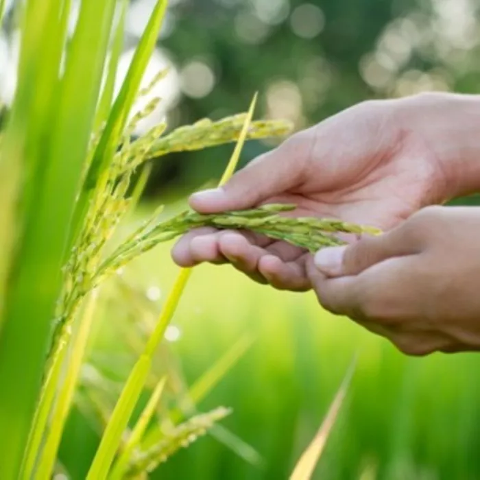 A wheat field and a hand gently brushing a wheat ear